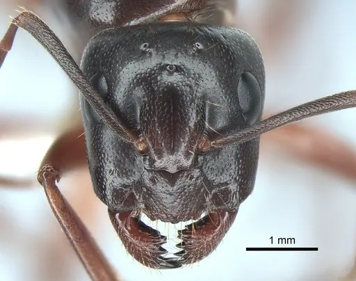 Camponotus maritimus specimen CASENT0882296 image casent0882296_2
