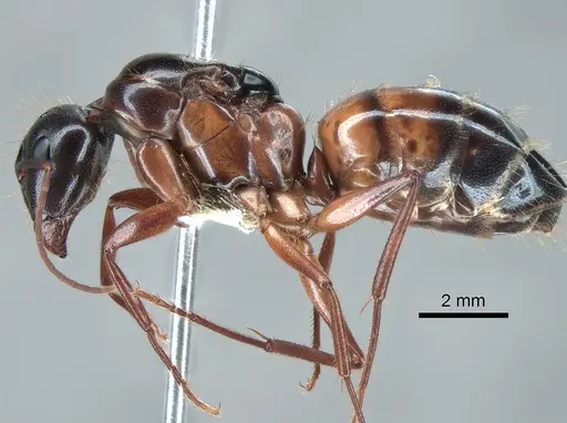 Camponotus maritimus specimen CASENT0882296 image casent0882296_3