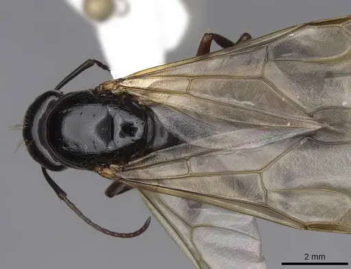 Camponotus maritimus specimen CASENT0923093 image casent0923093_1