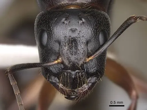 Camponotus maritimus specimen CASENT0923093 image casent0923093_2