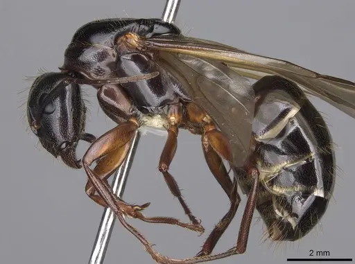 Camponotus maritimus specimen CASENT0923093 image casent0923093_3