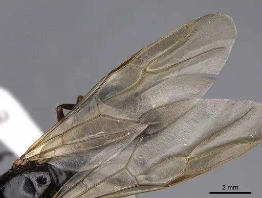 Camponotus maritimus specimen CASENT0923093 image casent0923093_4