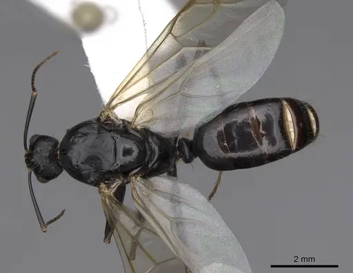 Camponotus maritimus specimen CASENT0923094 image casent0923094_1