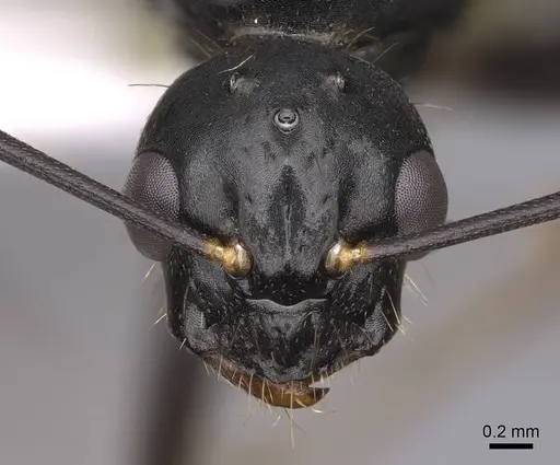 Camponotus maritimus specimen CASENT0923094 image casent0923094_2