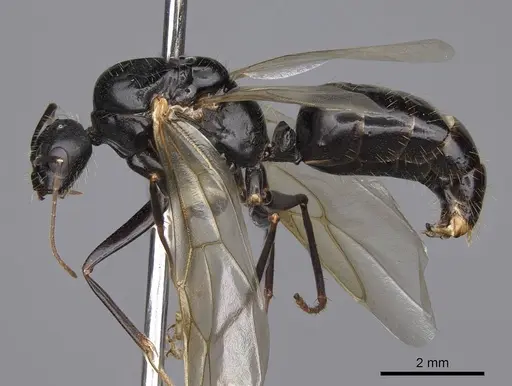 Camponotus maritimus specimen CASENT0923094 image casent0923094_3