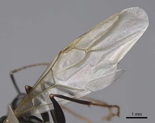 Camponotus maritimus specimen CASENT0923094 image casent0923094_4