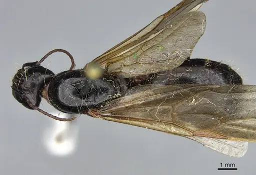 Camponotus maritimus specimen CASENT0923690 image casent0923690_1