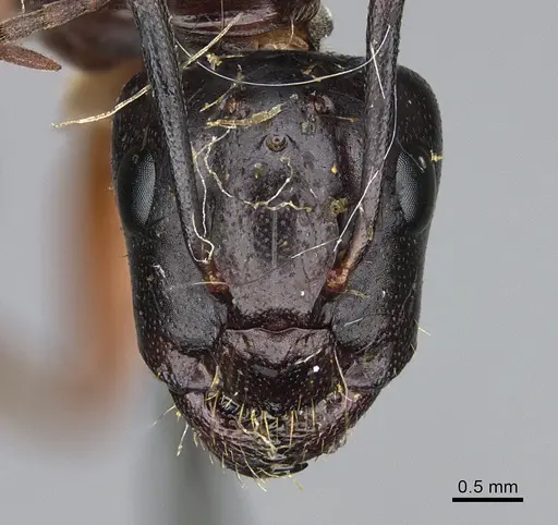 Camponotus maritimus specimen CASENT0923690 image casent0923690_2