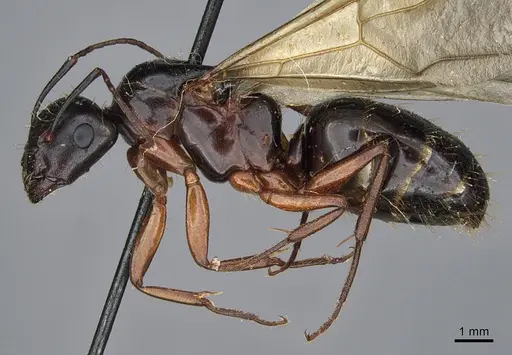 Camponotus maritimus specimen CASENT0923690 image casent0923690_3