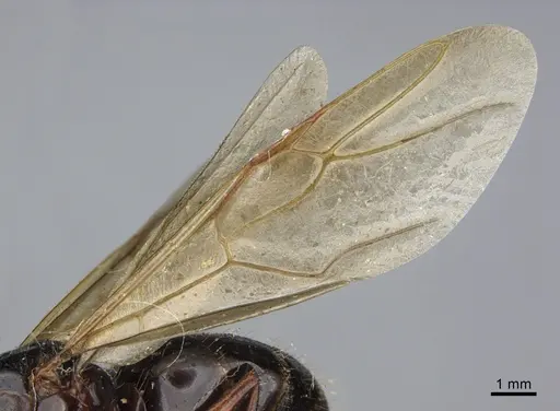 Camponotus maritimus specimen CASENT0923690 image casent0923690_4