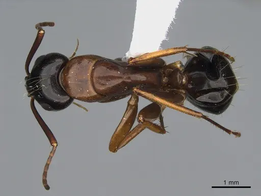 Camponotus maritimus specimen CASENT0923691 image casent0923691_1
