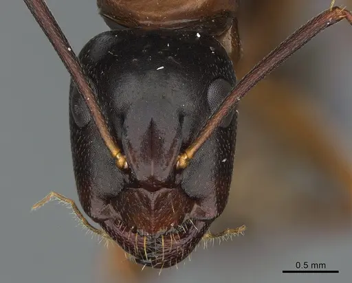 Camponotus maritimus specimen CASENT0923691 image casent0923691_2