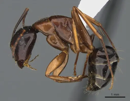 Camponotus maritimus specimen CASENT0923691 image casent0923691_3