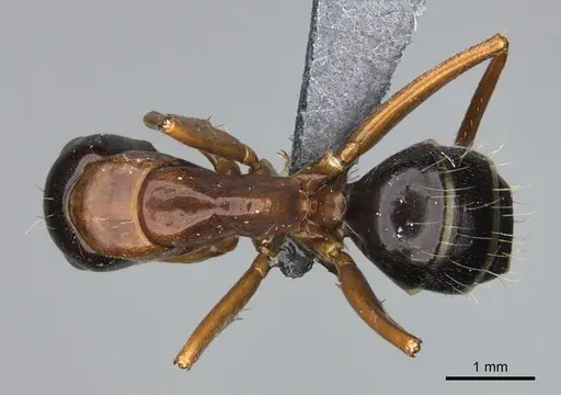 Camponotus maritimus specimen CASENT0923692 image casent0923692_1