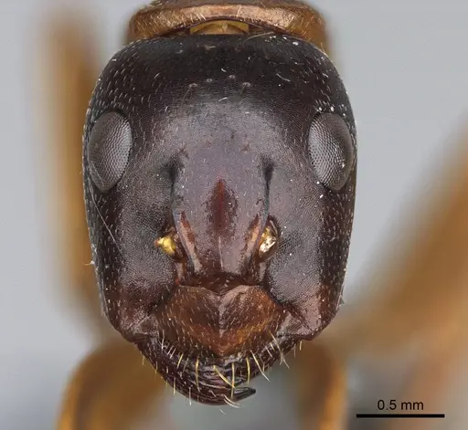 Camponotus maritimus specimen CASENT0923692 image casent0923692_2