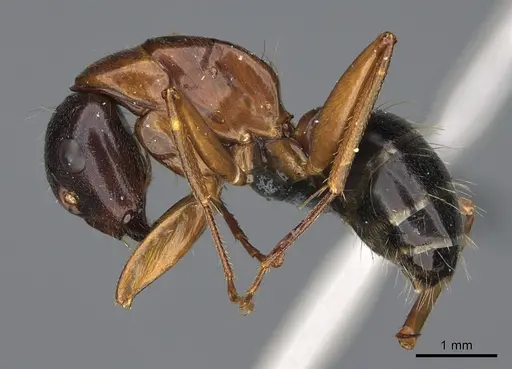 Camponotus maritimus specimen CASENT0923692 image casent0923692_3
