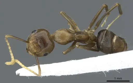 Camponotus maschwitzi specimen CASENT0905901 image casent0905901_1