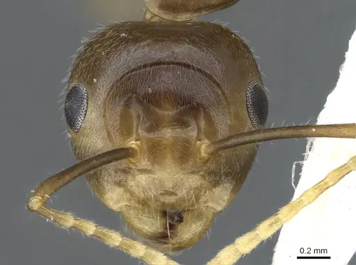 Camponotus maschwitzi specimen CASENT0905901 image casent0905901_2