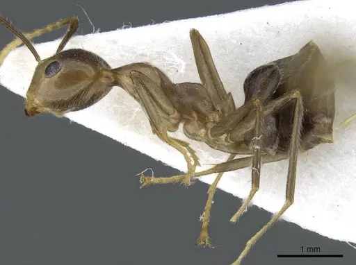 Camponotus maschwitzi specimen CASENT0905901 image casent0905901_3