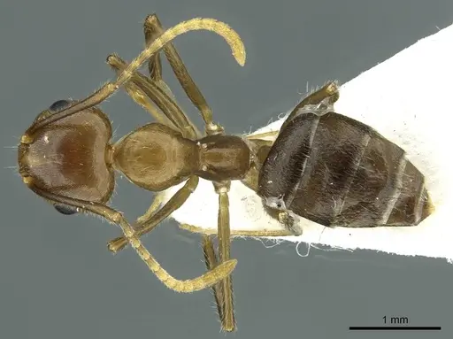Camponotus maschwitzi specimen CASENT0911640 image casent0911640_1