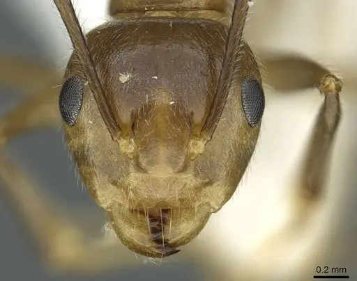 Camponotus maschwitzi specimen CASENT0911640 image casent0911640_2