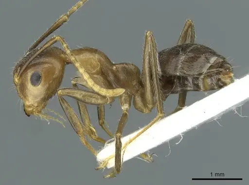 Camponotus maschwitzi specimen CASENT0911640 image casent0911640_3