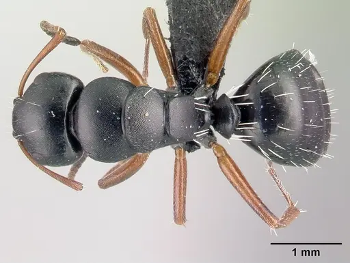 Camponotus matsilo specimen CASENT0121843 image casent0121843_1