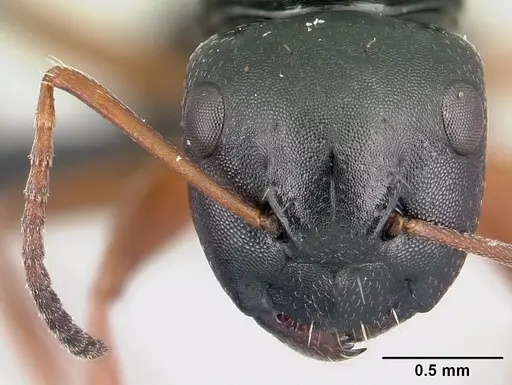 Camponotus matsilo specimen CASENT0121843 image casent0121843_2