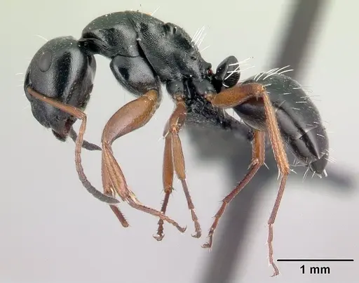 Camponotus matsilo specimen CASENT0121843 image casent0121843_3
