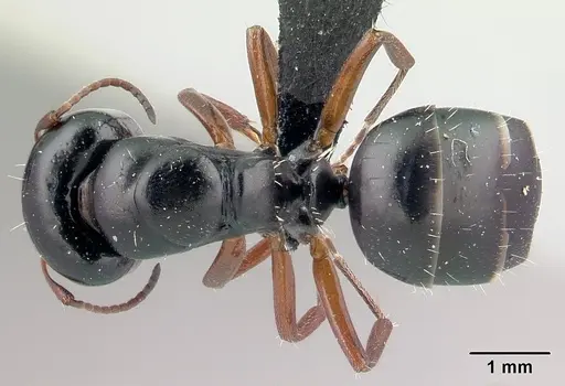 Camponotus matsilo specimen CASENT0178919 image casent0178919_1