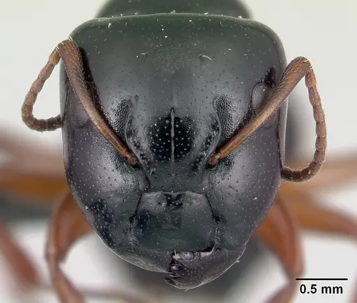 Camponotus matsilo specimen CASENT0178919 image casent0178919_2