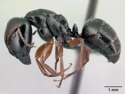 Camponotus matsilo specimen CASENT0178919 image casent0178919_3