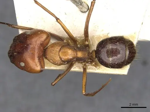 Camponotus maxwellensis specimen CASENT0910286 image casent0910286_1