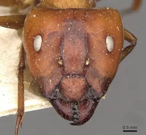 Camponotus maxwellensis specimen CASENT0910286 image casent0910286_2