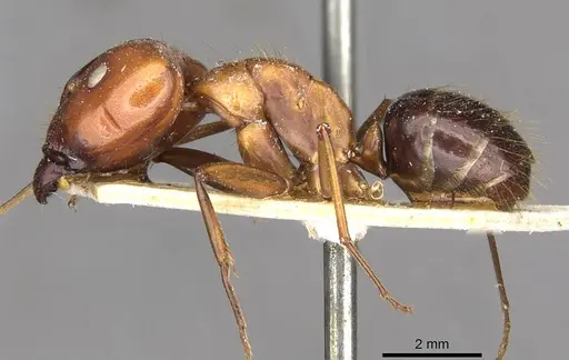Camponotus maxwellensis specimen CASENT0910286 image casent0910286_3