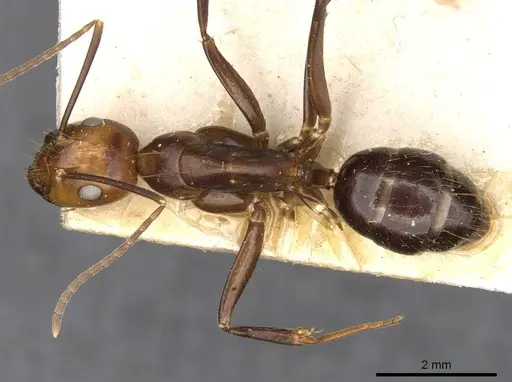 Camponotus maxwellensis specimen CASENT0910287 image casent0910287_1
