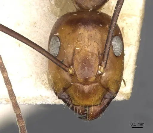 Camponotus maxwellensis specimen CASENT0910287 image casent0910287_2