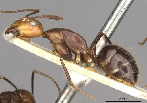 Camponotus maxwellensis specimen CASENT0910287 image casent0910287_3