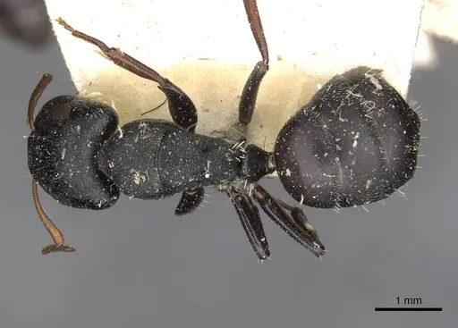 Camponotus maynei specimen CASENT0910502 image casent0910502_1
