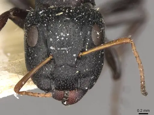 Camponotus maynei specimen CASENT0910502 image casent0910502_2