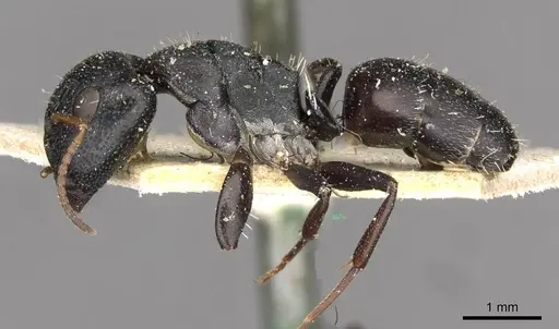 Camponotus maynei specimen CASENT0910502 image casent0910502_3