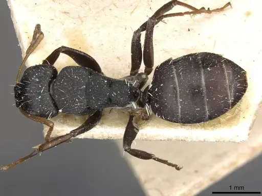 Camponotus maynei specimen CASENT0910503 image casent0910503_1