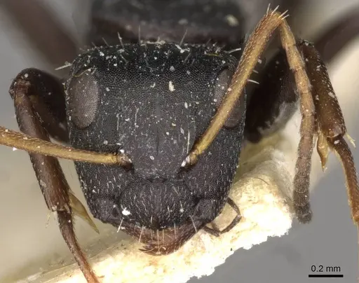 Camponotus maynei specimen CASENT0910503 image casent0910503_2