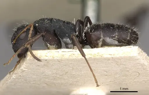 Camponotus maynei specimen CASENT0910503 image casent0910503_3