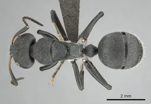 Camponotus mayri specimen CASENT0251384 image casent0251384_1