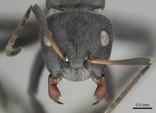 Camponotus mayri specimen CASENT0251384 image casent0251384_2