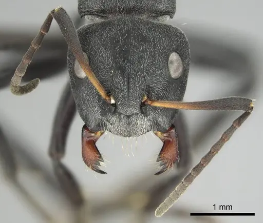 Camponotus mayri specimen CASENT0251384 image casent0251384_3