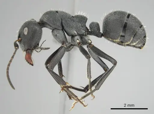 Camponotus mayri specimen CASENT0251384 image casent0251384_4