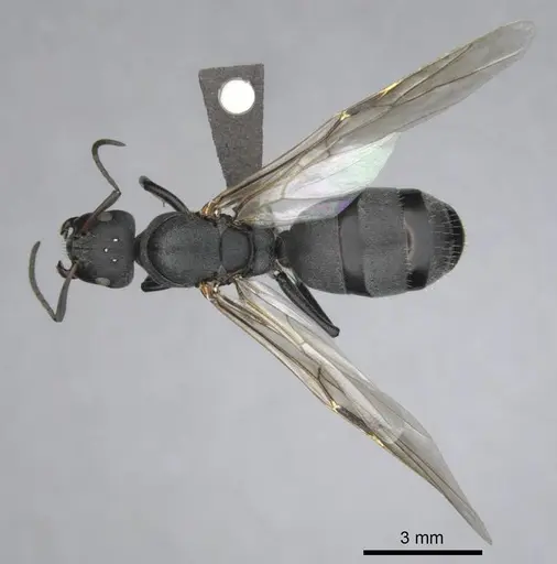 Camponotus mayri specimen CASENT0251422 image casent0251422_1