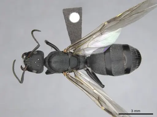 Camponotus mayri specimen CASENT0251422 image casent0251422_2